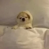 Haz